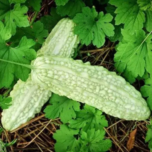 Karela (500 gm)