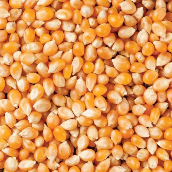 Popcorn Maize (500 gm]