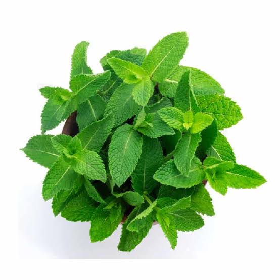 Pudina (20 Rs.)  [Mint Leaves]