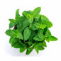 Pudina (20 Rs.)  [Mint Leaves]