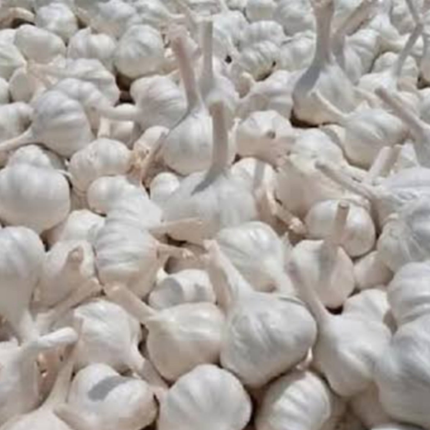 Garlic [लहसुन] (1kg)