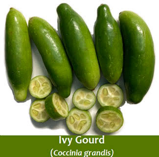 Kundali (kundru) [500 gm]